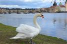 Praga - Ponte Carlo visto dall'Isola dei Tiratori (Střelecký ostrov)