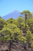 Vulcano Teide - Pinete circostanti